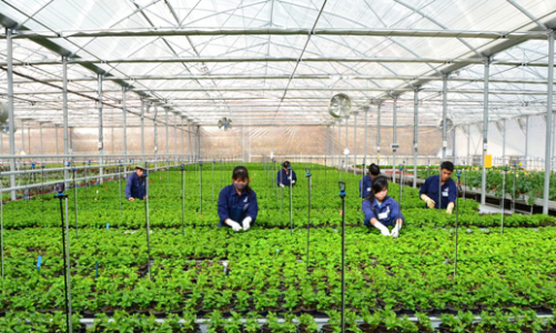 Hàn Quốc cho phép lao động visa E-9 hết hợp đồng được làm việc thời vụ