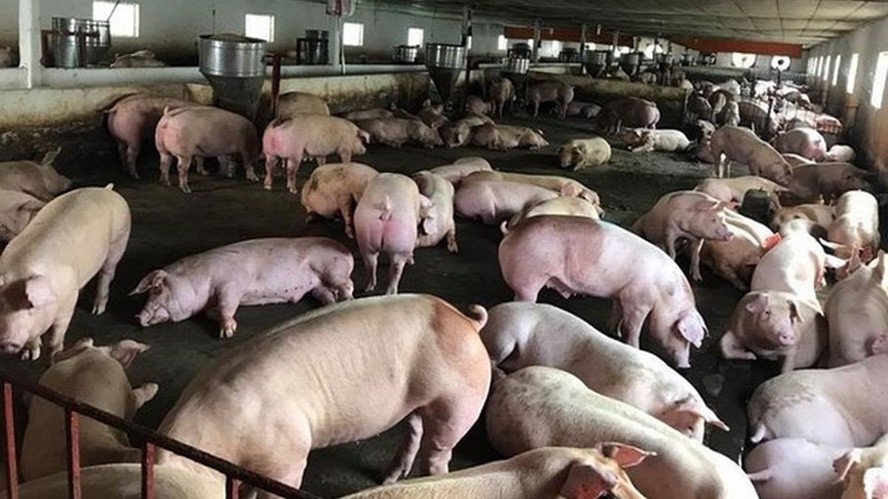 Giá thịt lợn hơi tại nhiều nơi giảm đến 11.000 đồng/kg. Ảnh minh hoạ