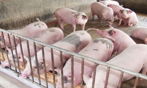 Đề xuất đưa chăn nuôi là ngành kinh doanh có điều kiện