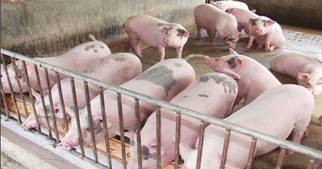 Giá heo giảm sâu, người nuôi thua lỗ nặng.