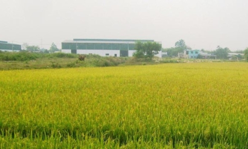 Thủ tướng phê duyệt chuyển mục đích sử dụng 65 ha đất nông nghiệp ở Long An