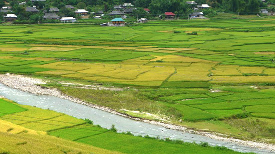 Bộ Tài nguyên và Môi trường theo dõi và hướng dẫn việc thực hiện việc chuyển mục đích sử dụng đất trồng lúa nêu trên.