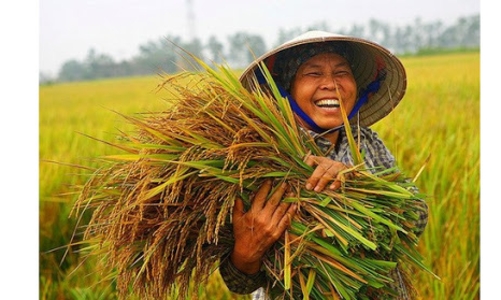 Đồng bằng sông Cửu Long: Trước ngưỡng tới hạn của mô hình phát triển cũ