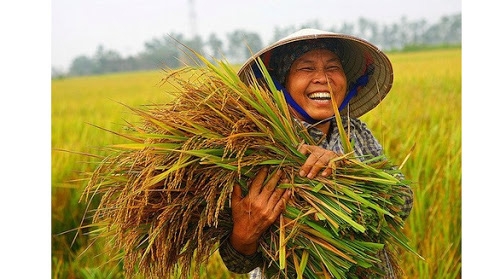 Đồng bằng sông Cửu Long là trung tâm sản xuất và xuất khẩu lúa gạo lớn nhất cả nước