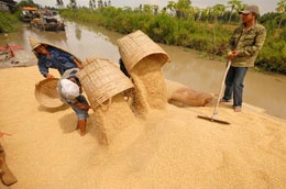 Không phải khi nào được mùa người trồng lúa cũng phấn khởi.