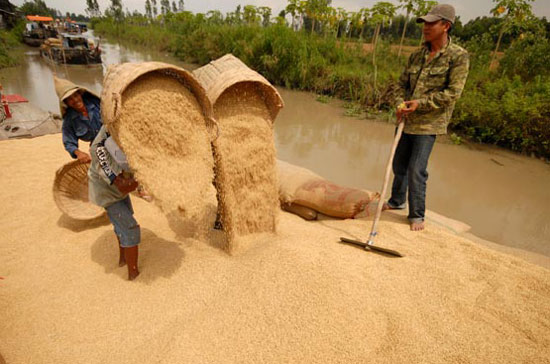 Mua lúa ở huyện Thoại Sơn (An Giang) - Ảnh Lê Hoàng Vũ