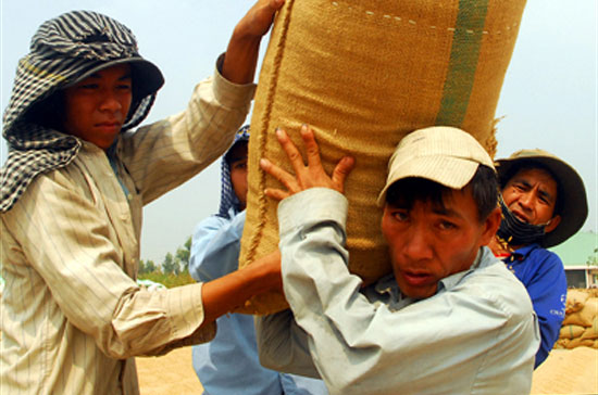 Chủ trương thu mua gạo tạm trữ đã giúp cho lúa hàng hóa của nông dân được tiêu thụ thuận lợi.