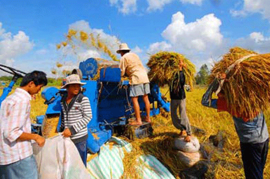 Thu hoạch lúa ở đồng bằng sông Cửu Long.