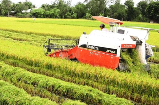 Đồng bằng sông Cửu Long sắp bước vào vụ thu hoạch rộ lúa đông-xuân.