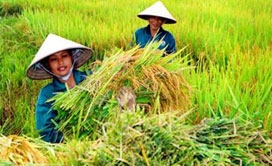 Hiện Việt Nam đang được xem là ứng viên cho vị trí xuất khẩu gạo hàng đầu trên thế giới.