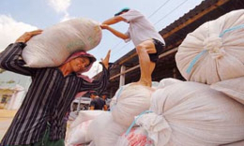 Xuất khẩu gạo: Làm gì để nông dân và doanh nghiệp cùng có lợi?