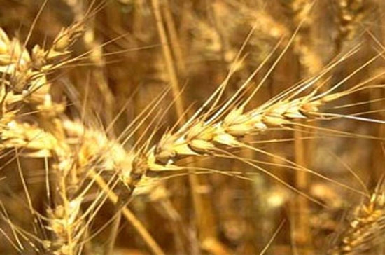 Lượng lúa mỳ nhập khẩu trong tháng 7/2010 của cả nước đạt 230 nghìn tấn.