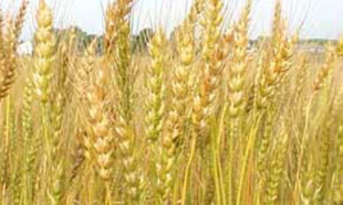 Gia tăng báo động về an ninh lương thực