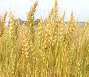 Giá lúa mì hiện nay đã cao hơn 24% so với năm 2006.