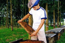 Công ty cổ phần ong mật Đăk Lăk đã có nhiều chính sách hợp lý hỗ trợ cho người nuôi ong về vốn đầu tư, hỗ trợ về giá và có chính sách thanh toán phù hợp cho người nuôi ong.