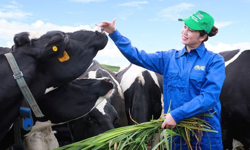 Mộc Châu Milk chào bán 3,34 triệu cổ phiếu cho cổ đông với giá 20.000 đồng/cổ phiếu