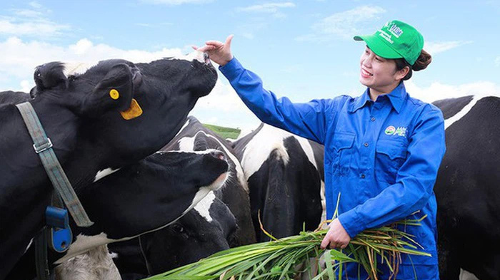 Tại ngày 31/12/2020, số lượng đầu bò của công ty là 25.935 con, so với kế hoạch 28.680 con đạt 90,4%, so với năm 2019 có 25.580 con đạt 101,4%.