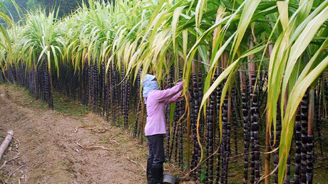 Ngành mía đường đang trong thời điểm khó khăn. Ảnh minh hoạ. 
