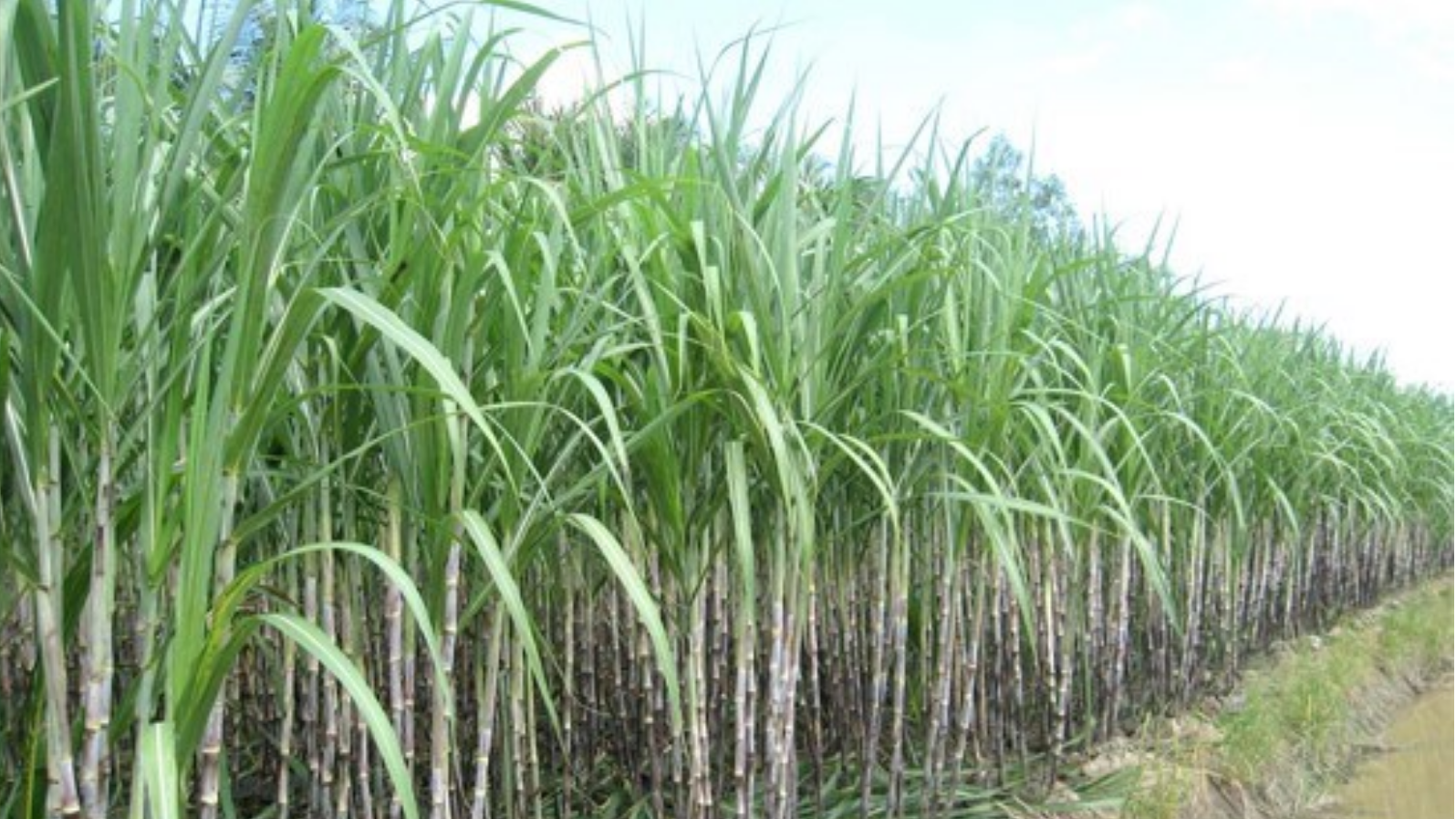 Hiện nay cả nước còn tồn kho khoảng 650.000 tấn đường