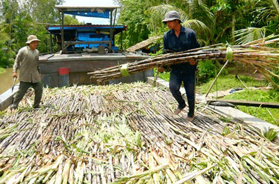 Bao giờ nhà máy đường đủ mía?