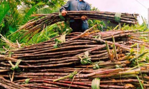 Giá mía nguyên liệu đang ở mức cao kỷ lục