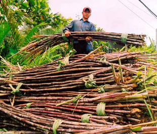 Với giá thu mua như hiện nay, nông dân trồng mía rất phấn khởi.