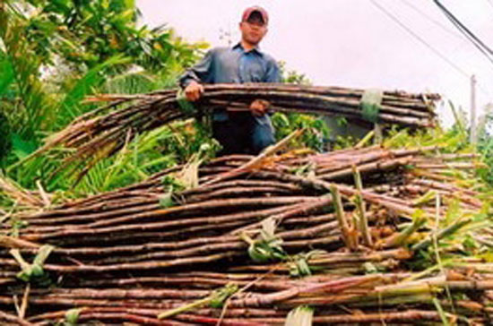 Đồng bằng sông Cửu Long đang thiếu khoảng 400.000 tấn mía.