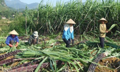 Mía đường được mùa không hẳn đã vui