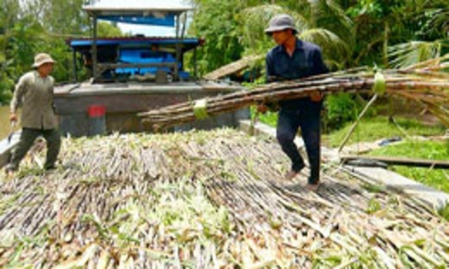 Mía đường và những thống kê “ảm đạm”