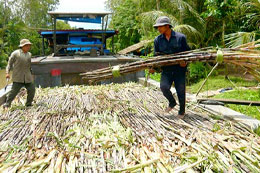 Định hướng đến năm 2015, phát triển ổn định diện tích mía cả nước 300 nghìn ha.