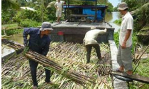 Giãn tiến độ nhập khẩu đường 