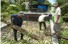 Niên vụ mía đường 2010 - 2011 sẽ kết thúc vào cuối tháng 5 này.