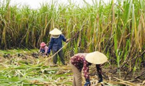 “Đã đến lúc ngành mía đường cần thay đổi”