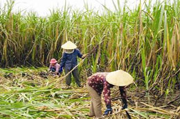 Niên vụ 2009-2010, đất trồng mía đã tăng từ 275.000 ha lên 290.000 ha.