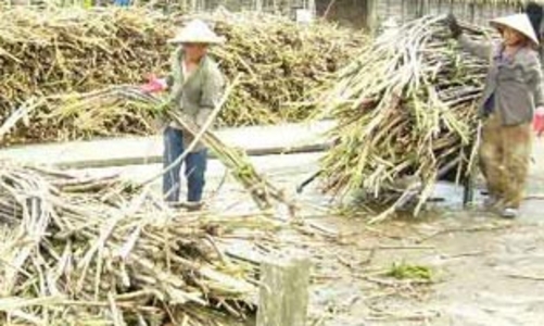 Giải bài toán thiếu mía nguyên liệu, cách nào?