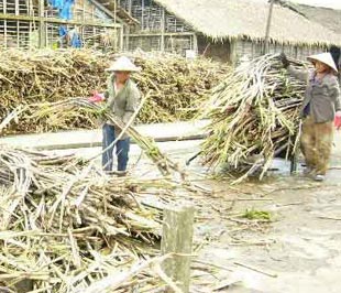 Năng suất mía ở nước ta kém xa so với các nước trong khu vực.