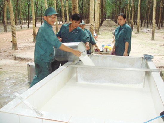Tổng doanh thu 8 tháng (cả mủ skim) được hơn 1.532,4 tỷ đồng.