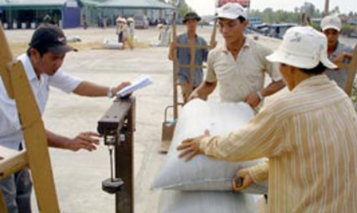 VFA tiếp tục giảm giá sàn xuất khẩu gạo 