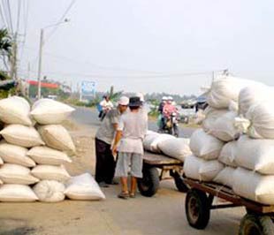 Nhiều nông dân khi thu hoạch xong đã bán ngay vì sợ giá lúa giảm.