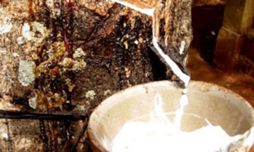 Thị trường cao su cuối năm: Nguồn cung giảm mạnh