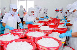 Tính đến hết quý 3/2009, Việt Nam xuất khẩu được 57.962 tấn mực, bạch tuộc, trị giá gần 205 triệu USD.