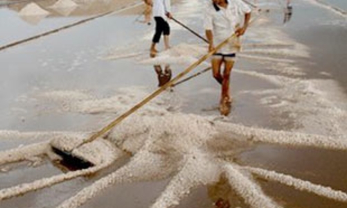 Mất mùa muối, đuối sức dân