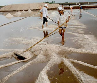 Đồng bằng sông Cửu Long và miền Trung đều mất mùa muối.
