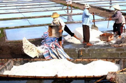 Giá muối đang rớt thảm hại khiến người làm muối gặp nhiều khó khăn.