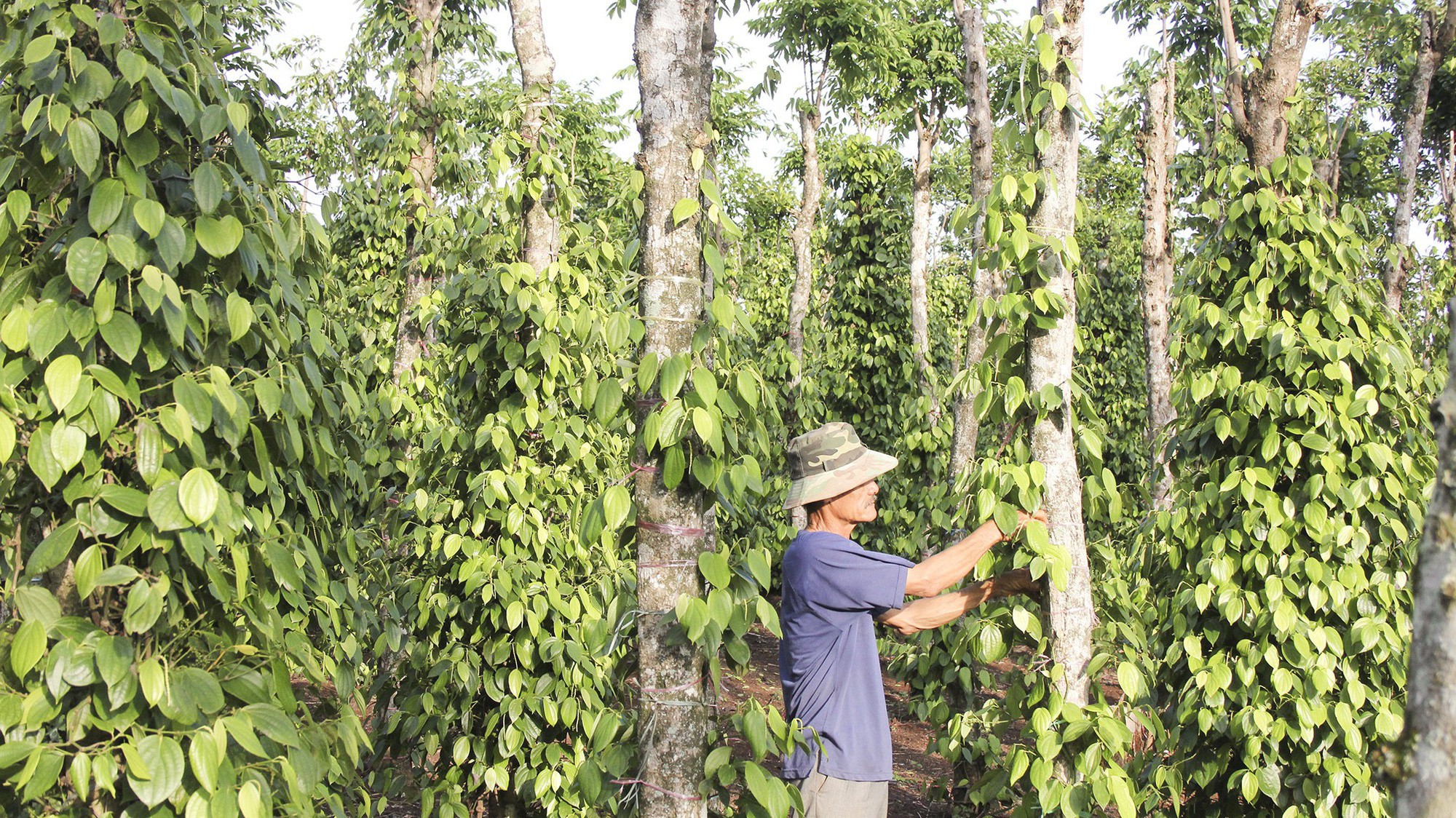 Tính chung 2 tháng đầu năm xuất khẩu hạt tiêu đạt 30 ngàn tấn, trị giá 116 triệu USD, tăng 36,5% về lượng nhưng giảm 23,9% về trị giá so với cùng kỳ năm 2017.