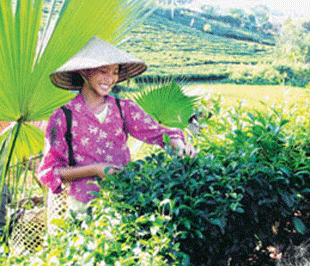 Chè Việt Nam, càng xuất khẩu nhiều càng mất giá