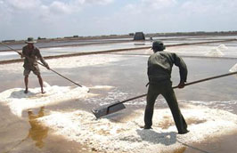 Hiện giá muối ở khu vực miền Bắc và miền Trung khá thấp. 