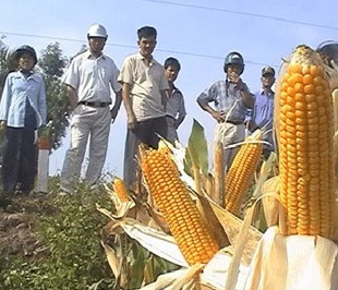 Hạt giống bắp biến đổi gien liệu có thay thế hạt giống bắp lai?