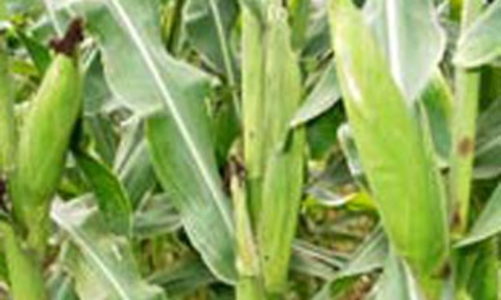 Thức ăn chăn nuôi cần đột phá từ nguyên liệu trong nước