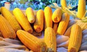 Sinh vật biến đổi gen có thể làm thực phẩm